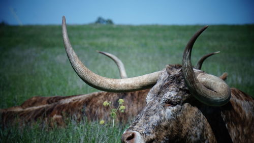 Longhorn steer