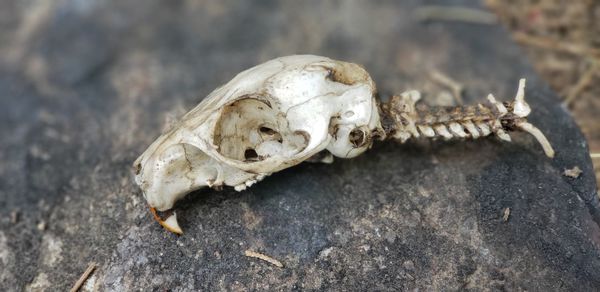 Close-up of animal skull