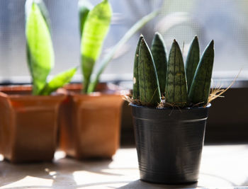 Close-up of potted plant on table