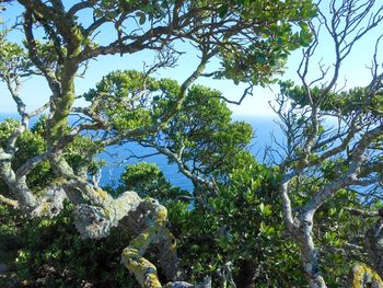 Trees in forest against sky