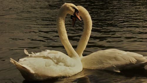 Swan floating on lake