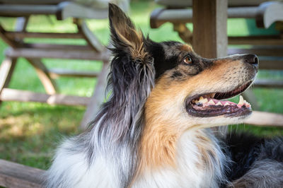 Close-up of dog looking away