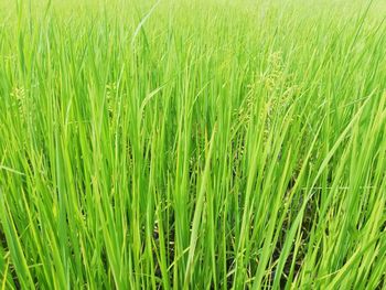 Full frame shot of crops growing on field