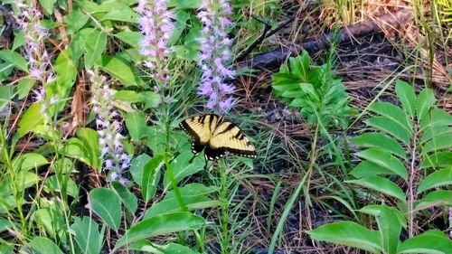 Butterfly perching on leaf