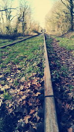 Railroad track amidst trees