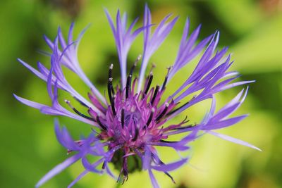 Close-up of purple flowering plant