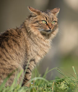 Close-up of cat