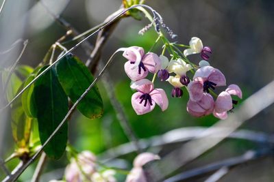 Close-up of pink flowering plant