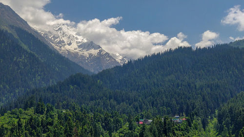 Scenic view of pine trees against sky