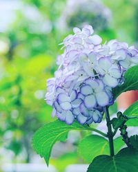 Close-up of flowers blooming outdoors