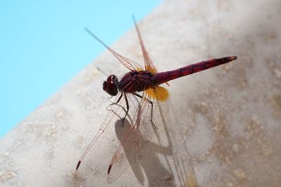 Close-up of dragonfly on retaining wall against sky