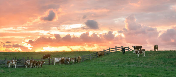 Horses on field against sky during sunset