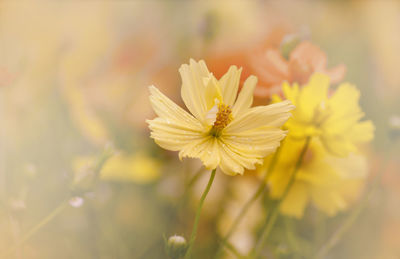 Close-up of yellow flowering plant