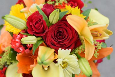 Close-up of multi colored roses