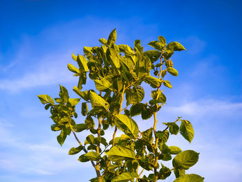 Low angle view of tree plant against sky