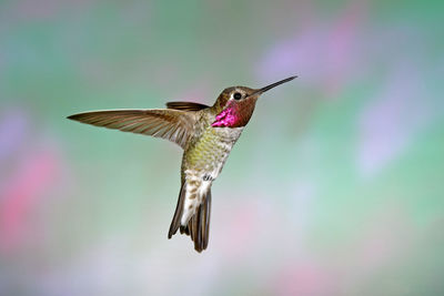 Close-up of bird flying