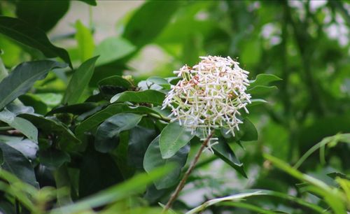 Close-up of flowers blooming outdoors