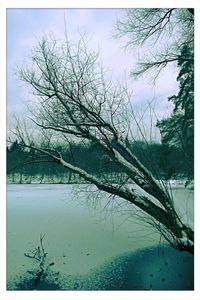 Bare trees on snow covered landscape