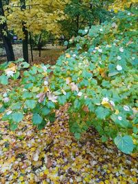 Close-up of flowers growing on tree during autumn