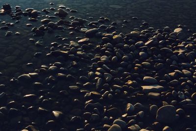 Close-up of water drops on beach