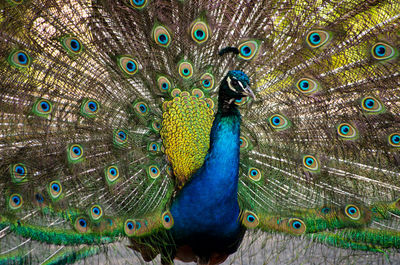 Close-up of peacock