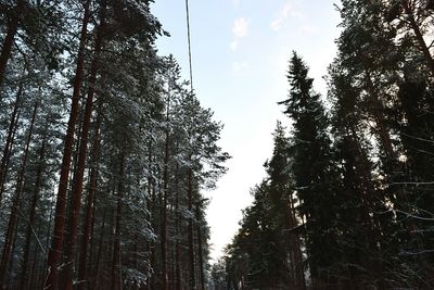 Low angle view of pine trees in forest against sky