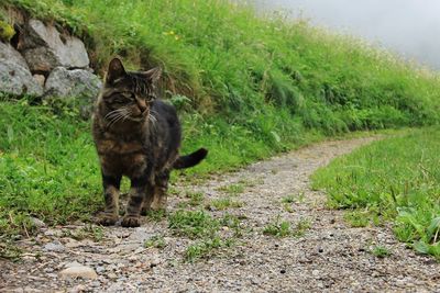 Cat standing in a field