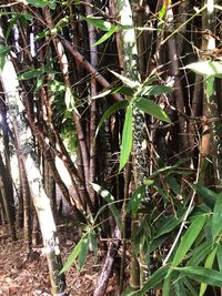 Close-up of bamboo trees in forest