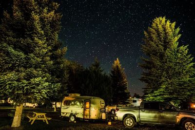 View of trees at night