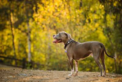 Profile view of hunting dog standing in park