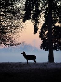 Silhouette dogs on field against sky during sunset