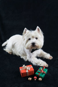 Portrait of dog sitting by gifts