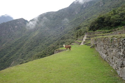 Scenic view of green landscape