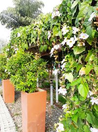 Close-up of plants