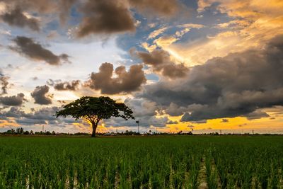 Scenic view of agricultural field against sky during sunset