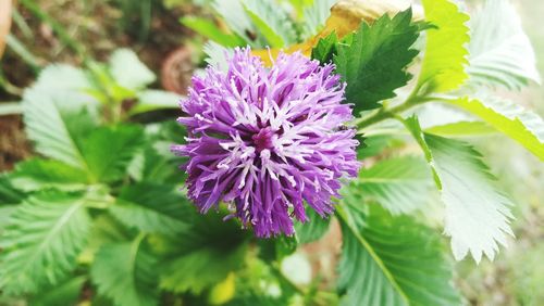 Close-up of purple flower blooming outdoors