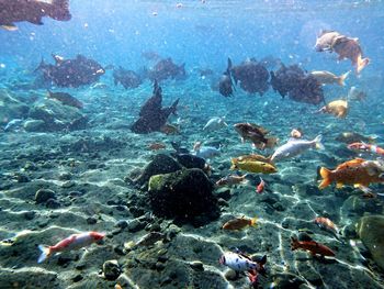 View of fishes swimming in sea