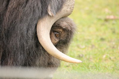 Close-up of cow