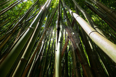 Low angle view of bamboo trees in forest