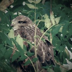 Close-up of bird perching on plant