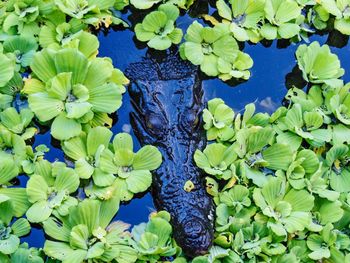 Crocodile in water and green leafs