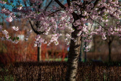 Cherry blossoms in spring