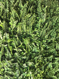 High angle view of fern in forest