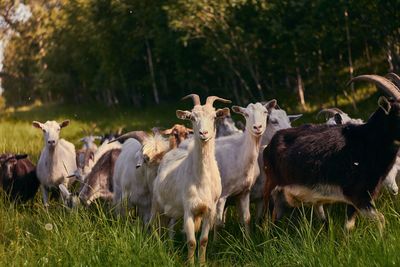 Goats on field against trees