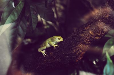 Close-up of lizard on tree