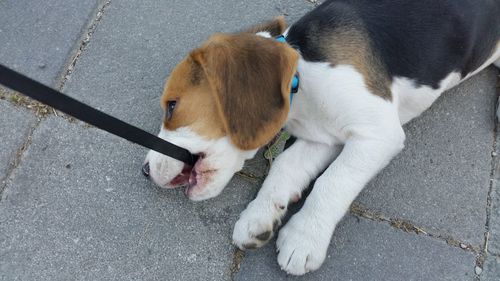 High angle view of beagle puppy biting pet collar