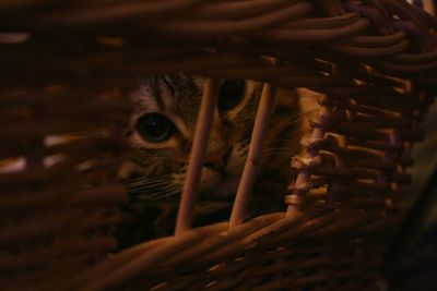 Close-up portrait of kitten in basket