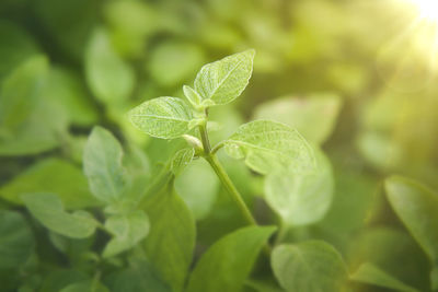 Close-up of green leaves