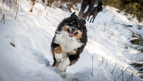 Dog in snow