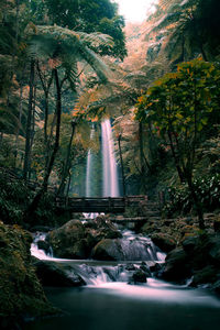 Scenic view of waterfall in forest